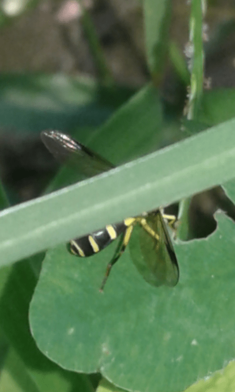 Syrphidae : Xanthogramma sp. (maschio)? S